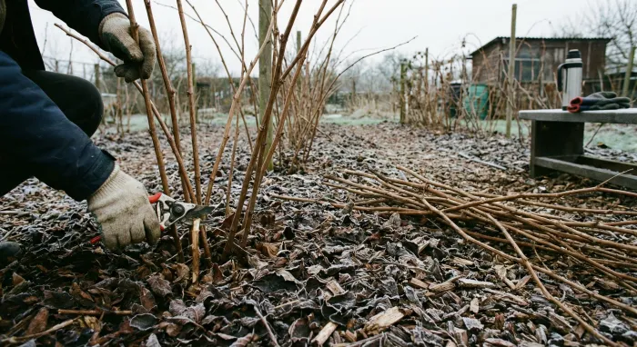 Berry bushes being pruned in winter