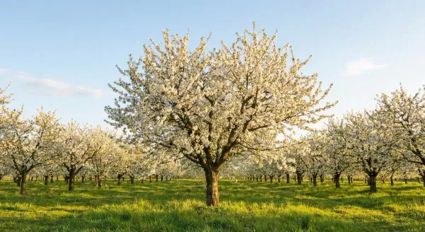A fruit tree in full spring bloom after receiving adequate winter chill hours