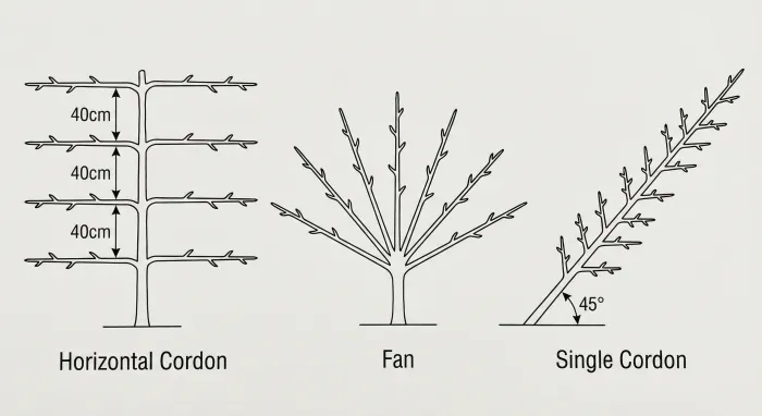 Diagrama mostrando tres formas de espaldera lado a lado: cordón horizontal con pisos paralelos, abanico con ramas radiantes y cordón simple a 45 grados
