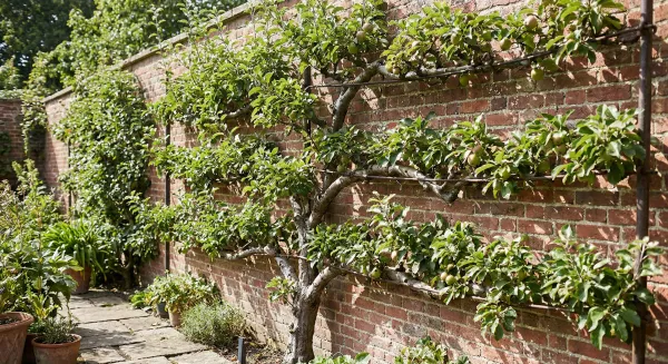 Allevamento a Spalliera degli Alberi da Frutto: Guida Pratica