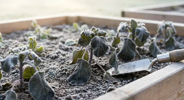 Errori del giardino da registrare