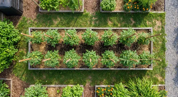 Welchen Abstand brauchen Tomaten?