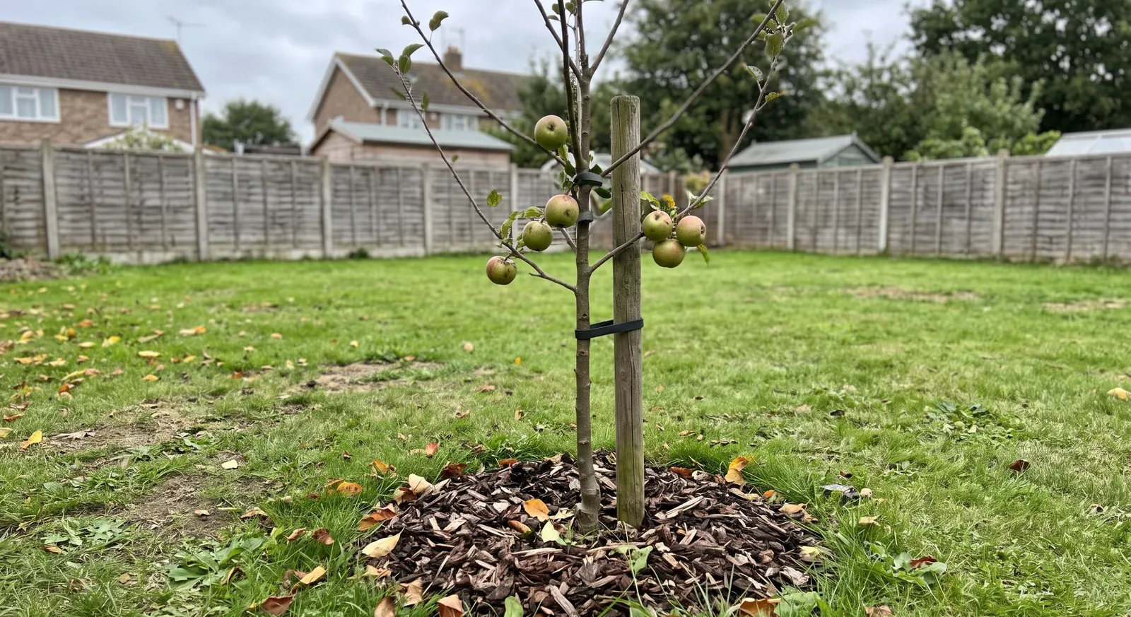 How Long Until Fruit Trees Bear Fruit? Years by Species and Rootstock