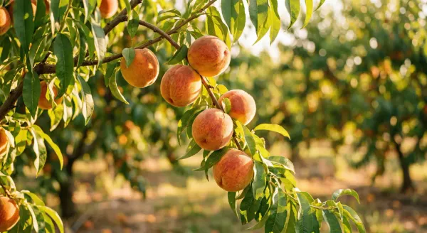 Varietà di pesco a basso fabbisogno di freddo: guida per coltivatori
