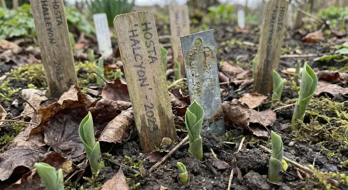 How to Track Perennial Plants in Your Garden