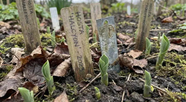 Tracciare le piante perenni in giardino