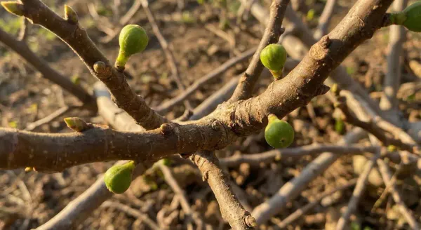 Small green breba figs forming on bare woody branches in early spring