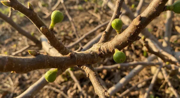 Small green breba figs forming on bare woody branches in early spring