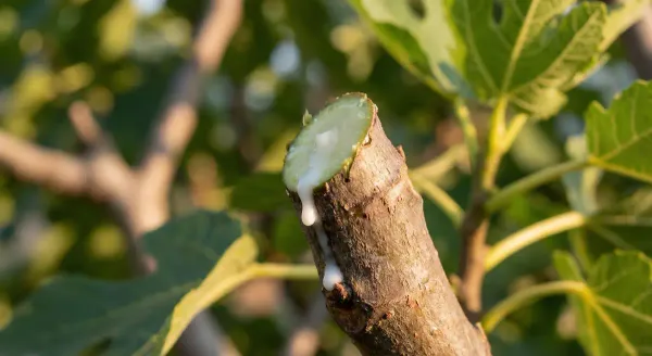 White milky latex sap dripping from a fresh fig tree pruning cut