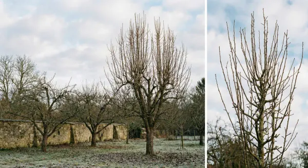 A pear tree showing its characteristic upright growth habit