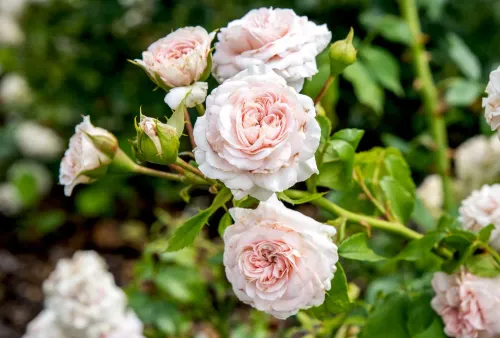 Floribunda rose showing cluster-flowered blooms