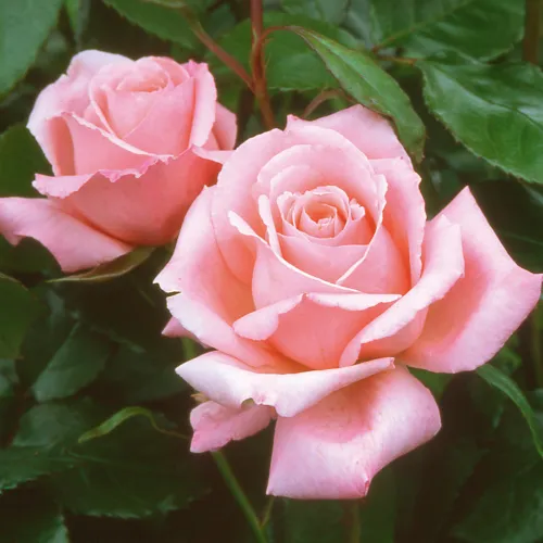 Hybrid Tea rose showing classic large-flowered form