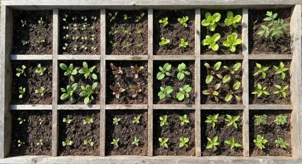 Vue aérienne d'un jardin en carrés avec différents légumes plantés dans chaque carré