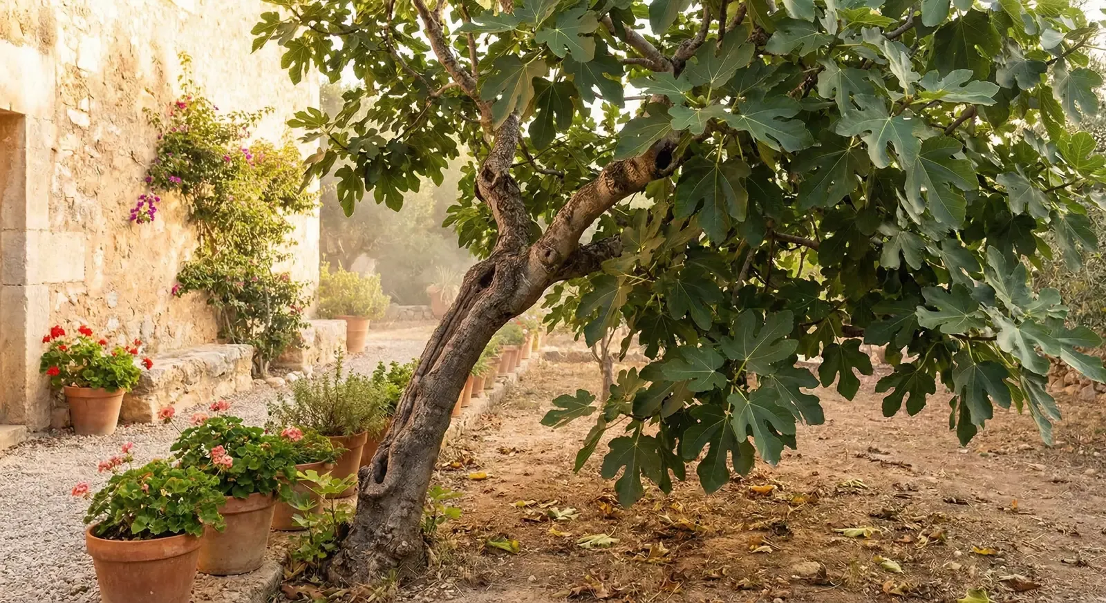 When to Prune Fig Trees — Timing Guide for Every Climate