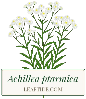 Achillea ptarmica