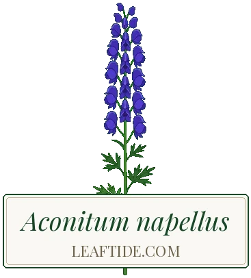 Aconitum napellus