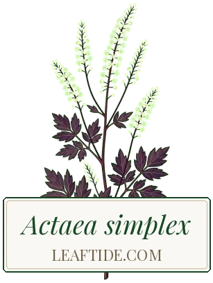 Actaea simplex