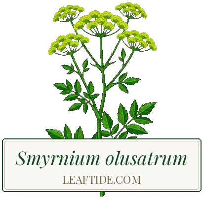 Smyrnium olusatrum