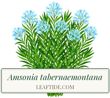 Amsonia tabernaemontana
