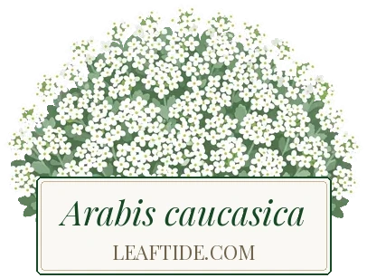 Arabis caucasica