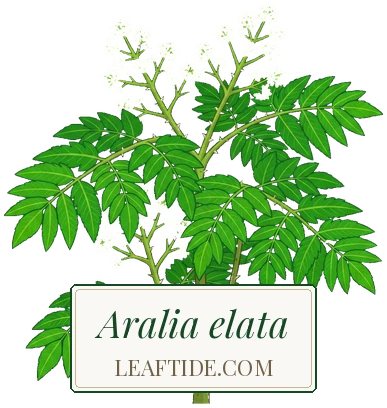 Aralia elata