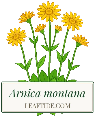 Arnica montana