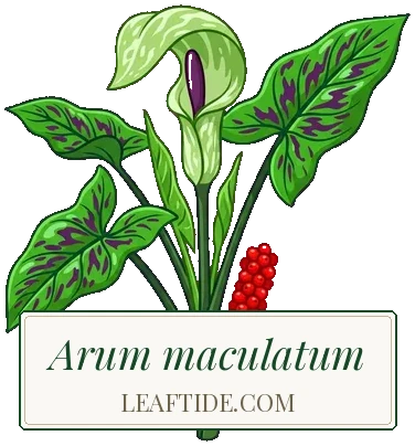 Arum maculatum