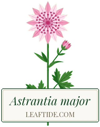 Astrantia major