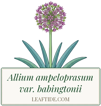Allium ampeloprasum var. babingtonii