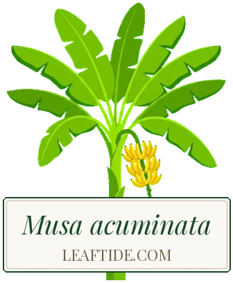 Musa basjoo