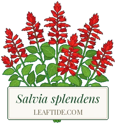 Salvia splendens