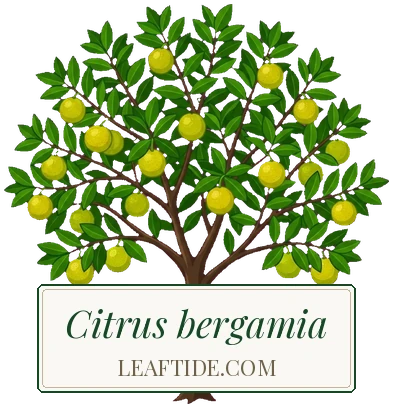 Citrus bergamia
