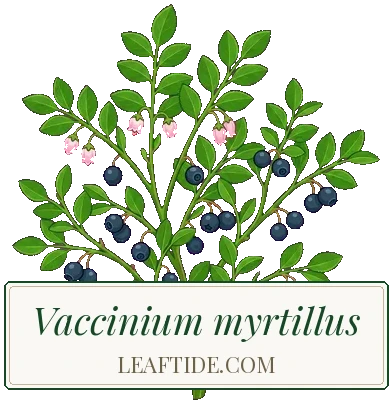 Vaccinium myrtillus