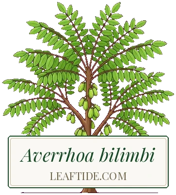 Averrhoa bilimbi