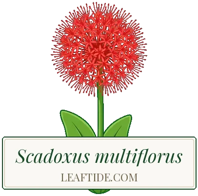 Scadoxus multiflorus
