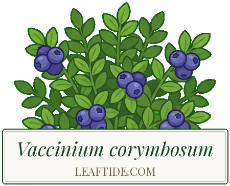 Vaccinium corymbosum
