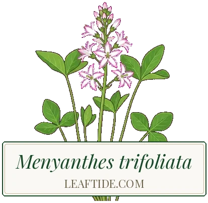 Menyanthes trifoliata