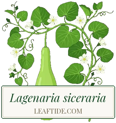 Lagenaria siceraria