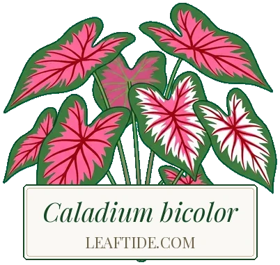 Caladium bicolor