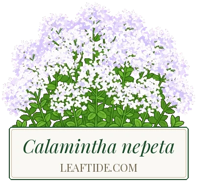 Calamintha nepeta