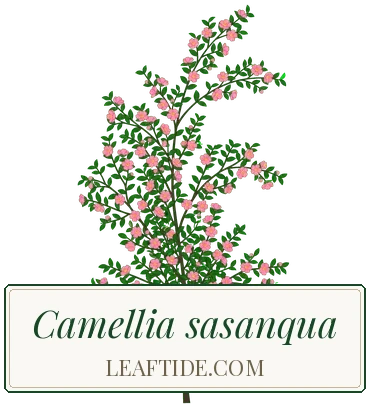 Camellia sasanqua