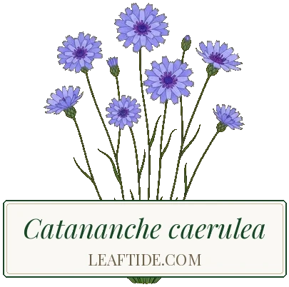 Catananche caerulea