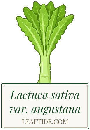 Lactuca sativa var. angustana