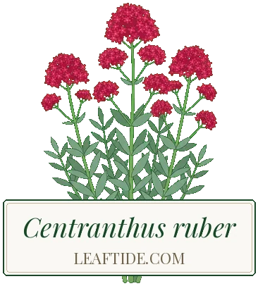 Centranthus ruber