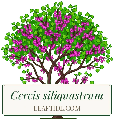Cercis siliquastrum