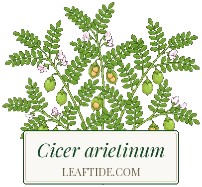 Cicer arietinum