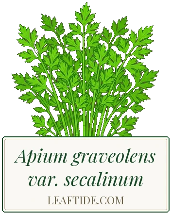Apium graveolens var. secalinum