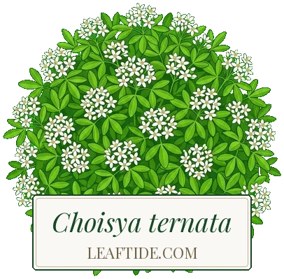 Choisya ternata