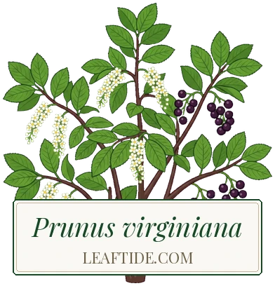 Prunus virginiana