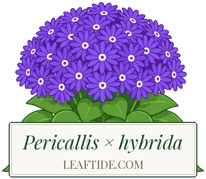 Pericallis × hybrida